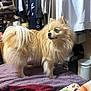 Babba is registered to the contest to win money with this photo: dog, pomeranian, pet, fluffy, fur, small_dog, indoor, bed, blanket, clothing, closet, shelf, container, portrait, standing, looking_away, tan, domestic, home, furniture