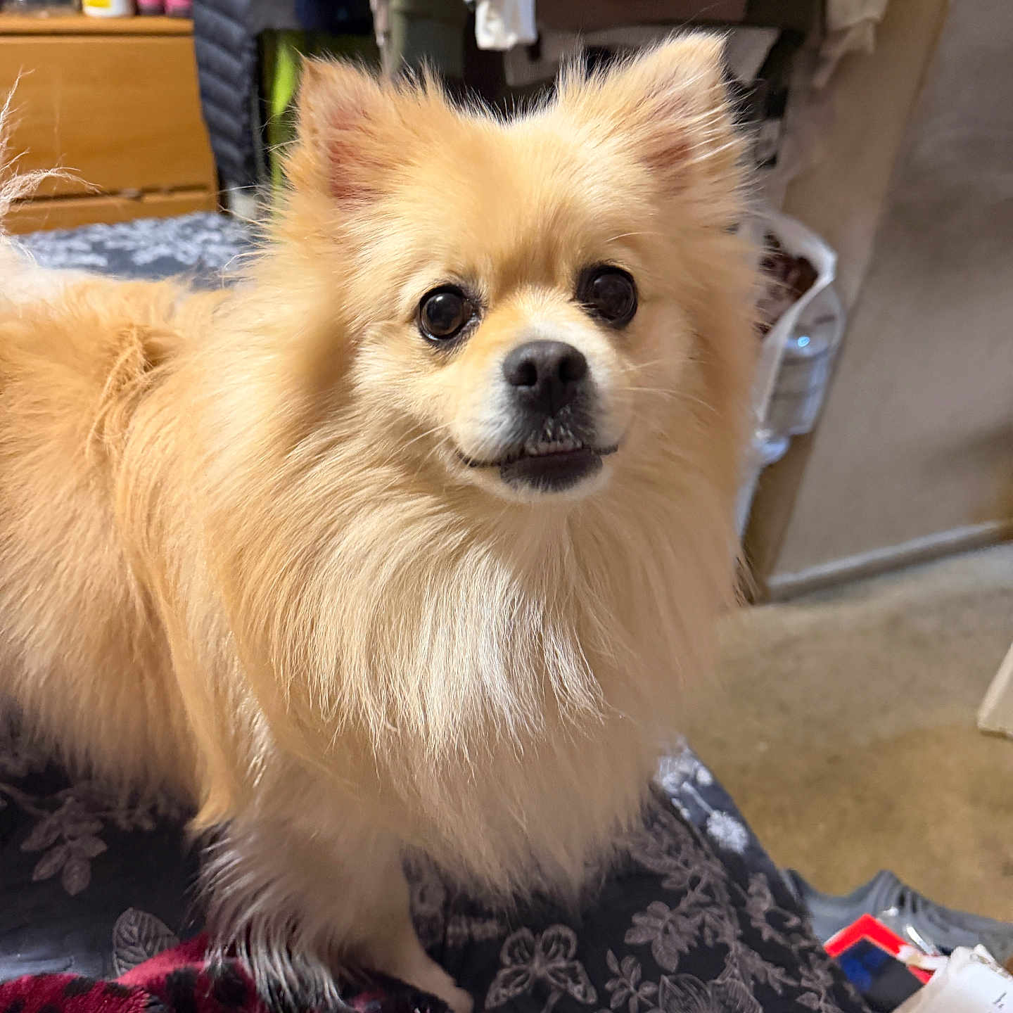 Babba is registered to the contest to win money with this photo: attentive, bedroom, blanket, brown_coat, close_up, cozy, dog, domestic_animal, eyes, fluffy, fur, furniture, indoor, looking_at_camera, mammal, nose, pet, pomeranian, portrait, small_dog