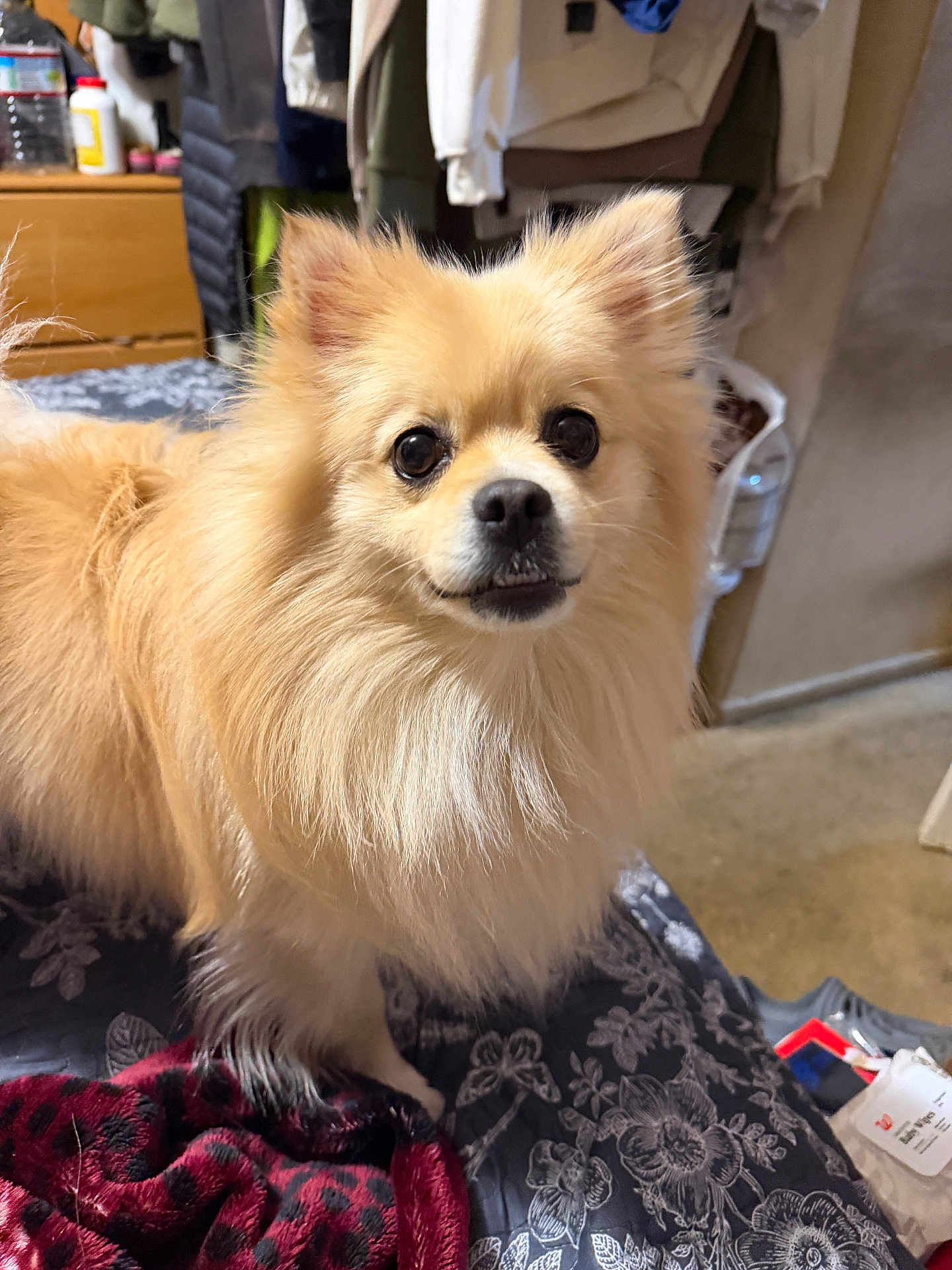 Babba is registered to the contest to win money with this photo: dog, pomeranian, pet, fluffy, fur, close_up, portrait, bedroom, indoor, brown_coat, small_dog, eyes, nose, looking_at_camera, domestic_animal, mammal, blanket, cozy, furniture, attentive