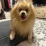 Babba is registered to the contest to win money with this photo: dog, pomeranian, pet, portrait, indoor, bed, blanket, fur, fluffy, tongue_out, smiling, close_up, paw, bedroom, dresser, clothing_rack, stacked_clothes, furniture, cozy, black_nose