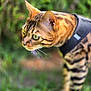 cat, bengal_cat, animal, pet, outdoor, harness, green_eyes, fur, whiskers, close_up, focus, nature, blurred_background, grass, mammal, stripes, alert, side_view, portrait, walking