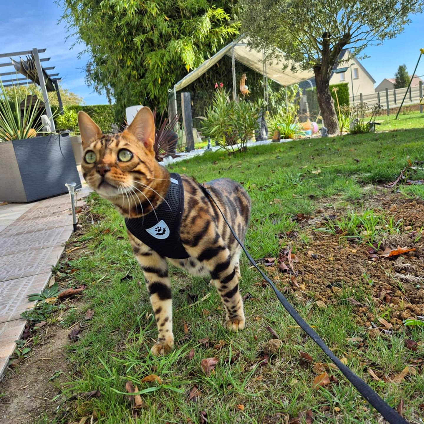 Ugois a rejoint le concours — aidez-le/la à gagner de superbes lots ! animal, backyard, bengal_cat, cat, curious, daylight, feline, garden, grass, greenery, harness, house, leash, nature, outdoor, pet, plant, sunlight, swing_set, tree
