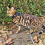 bengal_cat, cat, feline, animal, pet, leash, harness, outdoor, nature, greenery, bushes, leaves, ground, alert, walking, spots, striped_tail, fur_pattern, daylight, closeup