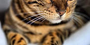 Ugois participe au concours pour gagner de l'argent avec cette photo : cat, bengal_cat, close_up, green_eyes, whiskers, paws, fur_pattern, pet, animal, domestic_cat, relaxed, indoor, soft_focus, portrait, cute, feline, resting, tabby, mammal, looking_away