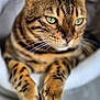 cat, bengal_cat, close_up, green_eyes, whiskers, paws, fur_pattern, pet, animal, domestic_cat, relaxed, indoor, soft_focus, portrait, cute, feline, resting, tabby, mammal, looking_away