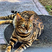 Ugois a rejoint le concours — aidez-le/la à gagner de superbes lots ! bengal_cat, cat, animal, outdoor, green_eyes, striped_fur, relaxing, rug, patterned_rug, whiskers, alert, feline, nature, grass, sunlight, ears, paws, tail, close_up, pet