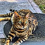 bengal_cat, cat, animal, outdoor, green_eyes, striped_fur, relaxing, rug, patterned_rug, whiskers, alert, feline, nature, grass, sunlight, ears, paws, tail, close_up, pet