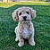 Teddy