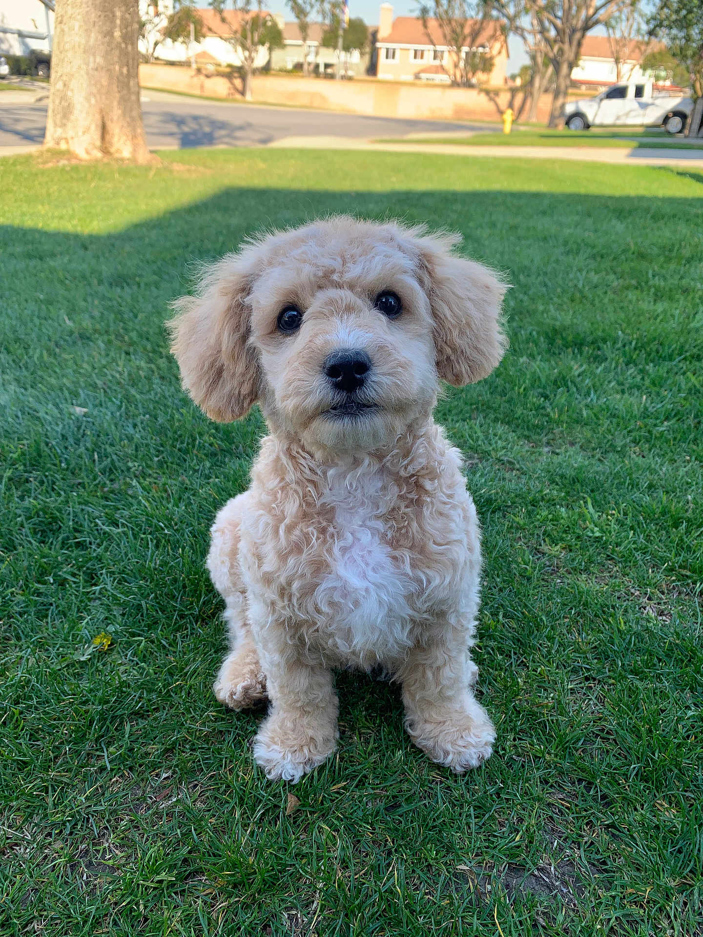 Teddy