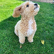 Teddy joined the competition — help win amazing prizes! dog, curly_fur, grass, outdoor, pet, animal, cute, small_dog, sunlight, greenery, attentive, fur_texture, nature, playful, canine, adorable, lawn, summer, portrait, companion