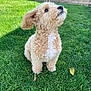 dog, curly_fur, grass, outdoor, pet, animal, cute, small_dog, sunlight, greenery, attentive, fur_texture, nature, playful, canine, adorable, lawn, summer, portrait, companion