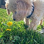 Teddy is registered to the contest to win money with this photo: puppy, dog, grass, flower, dandelion, outdoor, sunlight, nature, curious, close_up, fluffy, pet, canine, greenery, summer, animal, young_dog, daylight, sniffing, garden
