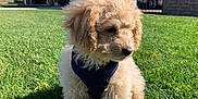 Teddy joined the competition — help win amazing prizes! puppy, dog, grass, lawn, outdoor, sunlight, house, suburb, harness, pet, cute, fluffy, young, animal, nature, daylight, residential, backyard, canine, summer