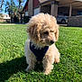 puppy, dog, grass, lawn, outdoor, sunlight, house, suburb, harness, pet, cute, fluffy, young, animal, nature, daylight, residential, backyard, canine, summer