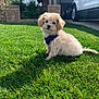 Teddy joined the competition — help win amazing prizes! puppy, dog, grass, backyard, sunlight, blue_harness, car, house, stone_pillars, greenery, outdoor, pet, cute, fluffy, small_dog, shadow, garden, daylight, curious, sitting