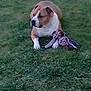 animal, brown_dog, calm, canine, companion, daylight, dog, domestic_animal, grass, looking_away, lying_down, mammal, nature, outdoor, pet, playing, resting, rope_toy, toy, white_paws
