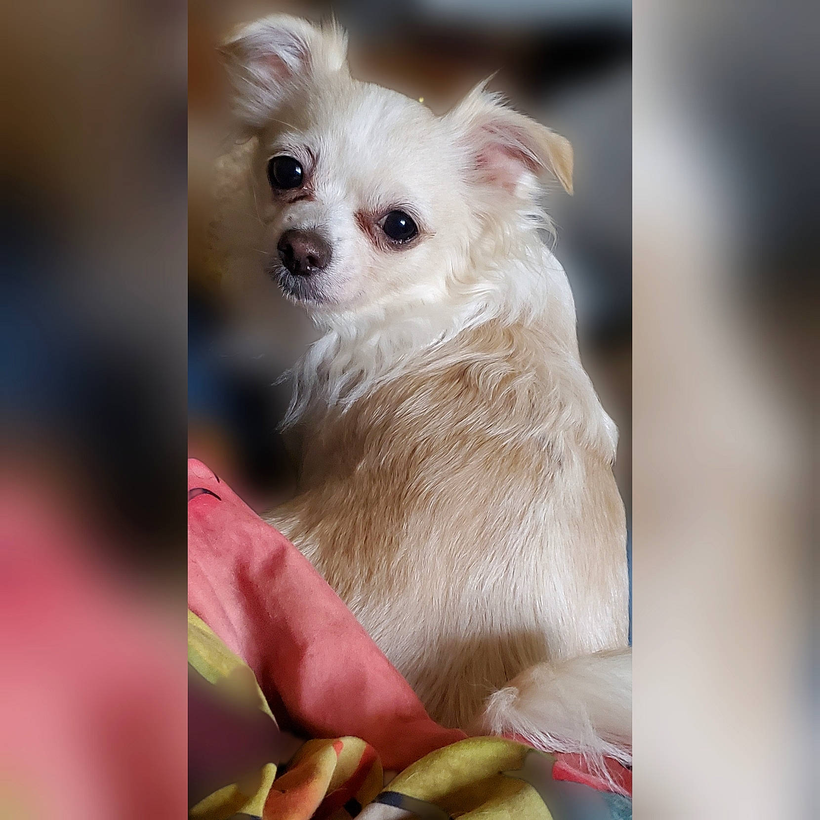 She-ra is registered to the contest to win money with this photo: canidae, carnivore, companion_dog, dog, dog_breed, dog_supply, fawn, fur, non_sporting_group, snout, toy_dog, whiskers, working_animal