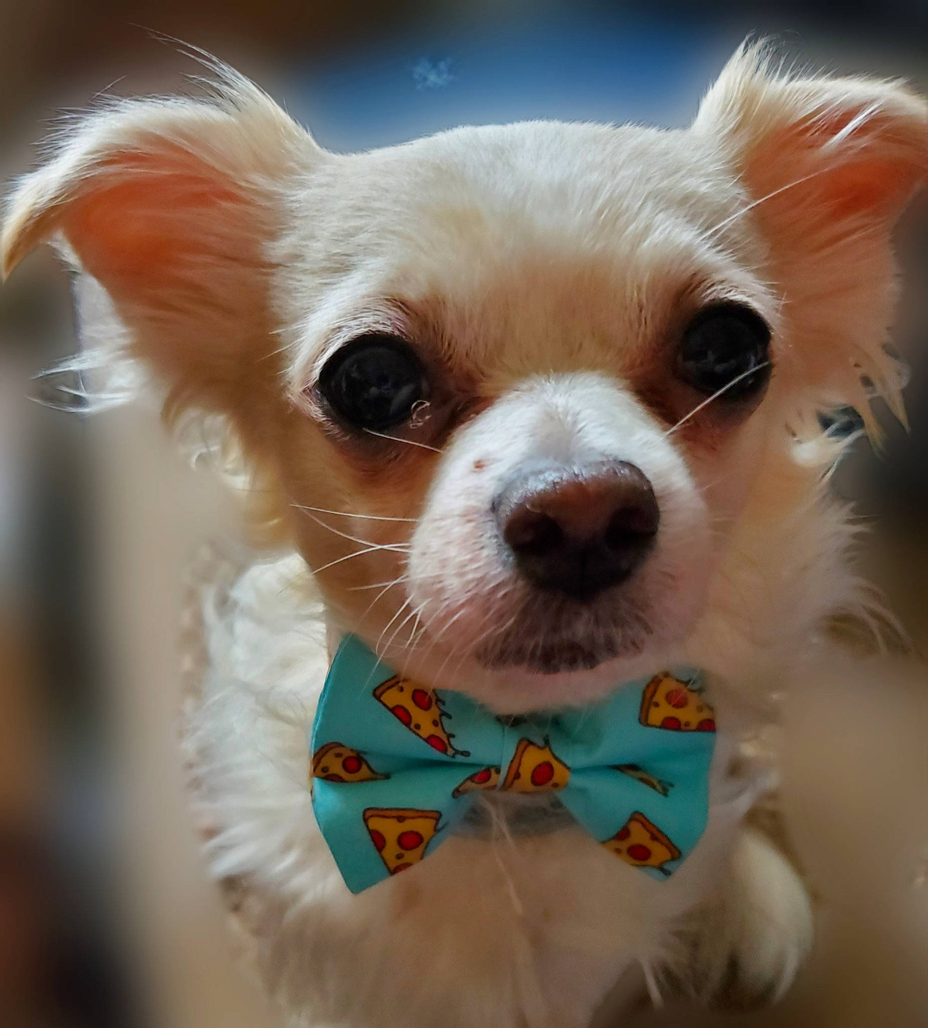 She-ra is registered to the contest to win money with this photo: canidae, carnivore, chihuahua, companion_dog, dog, dog_breed, dog_clothes, dog_supply, eyewear, fashion_accessory, fawn, fur, russkiy_toy, snout, sporting_group, tie, toy, toy_dog, whiskers, working_animal