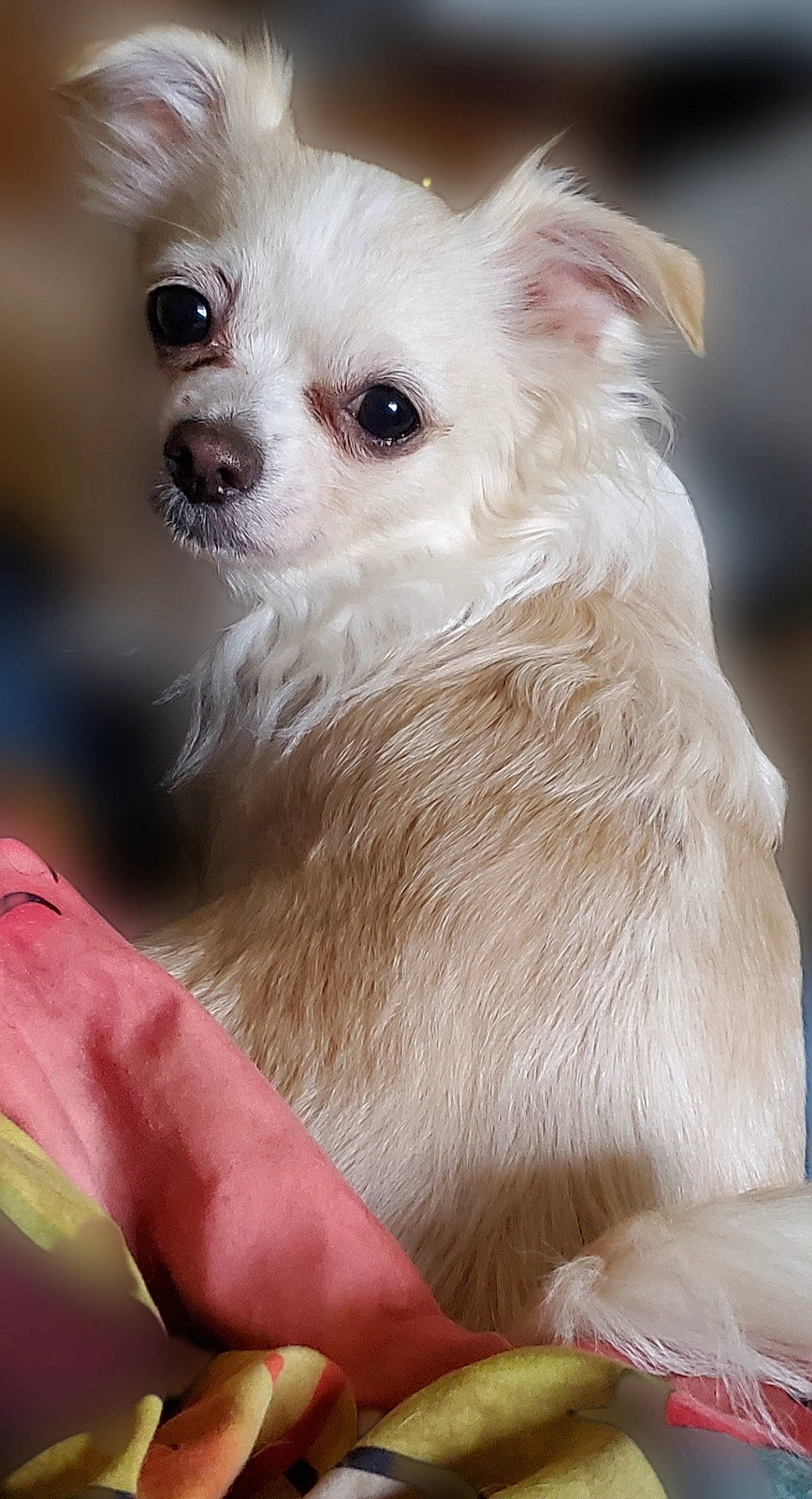 She-ra joined the competition — help win amazing prizes! canidae, carnivore, companion_dog, dog, dog_breed, dog_supply, ear, fawn, fur, maltepoo, non_sporting_group, plant, small_terrier, snout, sporting_group, toy_dog, whiskers, working_animal