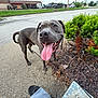 Chase is registered to the contest to win money with this photo: animal, bush, closeup, concrete, curled_tail, daytime, dog, gray_dog, greenery, happy, outdoor, paw, pet, road, sidewalk, smiling, street, tongue, tongue_out, truck
