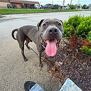 Chase is registered to the contest to win money with this photo: bushes, canine, closeup, collar, daylight, dog, footwear, gray_dog, greenery, happy, nature, outdoor, pavement, pet, plant, sidewalk, smiling_dog, street, tongue_out, urban