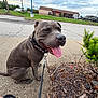 Chase is registered to the contest to win money with this photo: bush, canine, cloudy_sky, collar, daytime, dog, gray_dog, happy, leash, nature, outdoor, parking_lot, pet, plants, sidewalk, sitting, smiling_dog, tongue_out, truck, urban