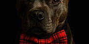 Chase is registered to the contest to win money with this photo: animal, black_background, bow_tie, brown_eyes, close_up, collar, cute, dog, domestic_animal, ears, face, fur, mammal, pet, plaid, portrait, red, serious, sitting, tag