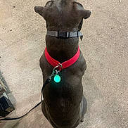 Chase is registered to the contest to win money with this photo: dog, pet, animal, collar, leash, harness, concrete, outdoor, sitting, back_view, glowing_tag, resting, waiting, canine, domestic_animal, grey_harness, red_collar, tail, evening_light, quiet