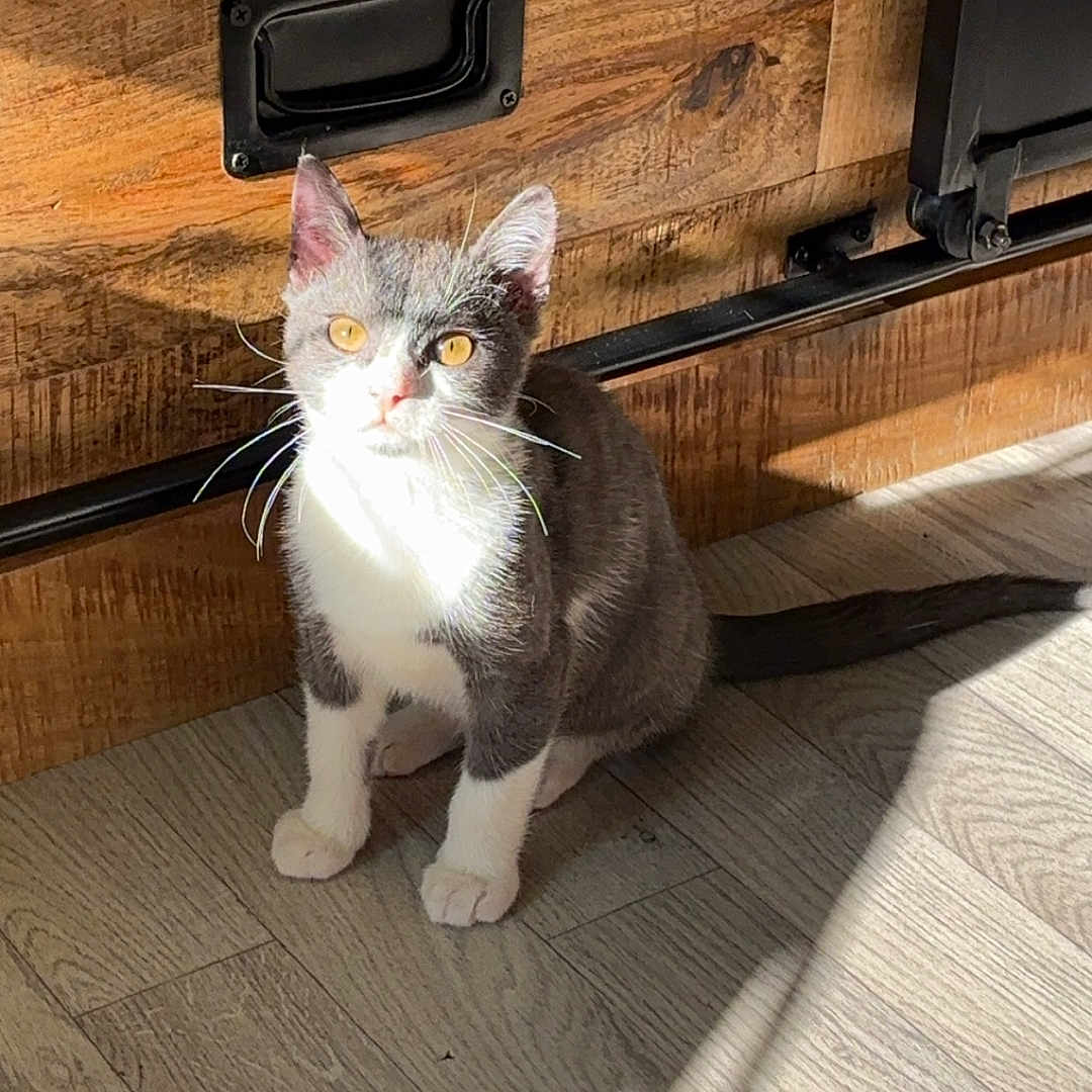 Yummy participe au concours pour gagner de l'argent avec cette photo : abyssinian, animal, architecture, building, cat, door, drawer, furniture, hardwood, indoors, interiordesign, kitten, manx, mat, outdoors, pet, plywood, shelter, stainedwood, wood