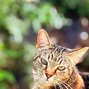 Ellie is registered to the contest to win money with this photo: cat, tabby, close_up, animal, pet, whiskers, green_eyes, outdoor, nature, sunlight, bokeh, fur, ears, portrait, cute, mammal, feline, domestic_animal, soft_light, curious