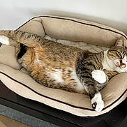 Mimi a rejoint le concours — aidez-le/la à gagner de superbes lots ! cat, tabby_cat, pet_bed, relaxed, stretching, indoor, feline, paws, fur, whiskers, comfort, resting, animal, mammal, cozy, home, sleepy, cute, domestic_cat, lazy
