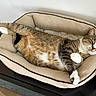 animal, cat, comfort, cozy, cute, domestic_cat, feline, fur, home, indoor, lazy, mammal, paws, pet_bed, relaxed, resting, sleepy, stretching, tabby_cat, whiskers