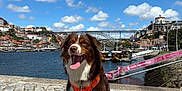 Altesse participe au concours pour gagner de l'argent avec cette photo : blue_sky, bridge, buildings, cityscape, clouds, cobblestone, daytime, dock, dog, happy, leash, orange_harness, outdoor, pet, river, sitting, stone_path, sunny, tongue_out, waterfront