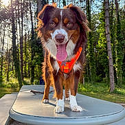 Altesse participe au concours pour gagner de l'argent avec cette photo : animal, canine, daylight, dog, forest, friendly, fur, greenery, happy, mammal, nature, orange_harness, outdoor, pet, picnic_table, playful, summer, sunlight, tongue_out, trees