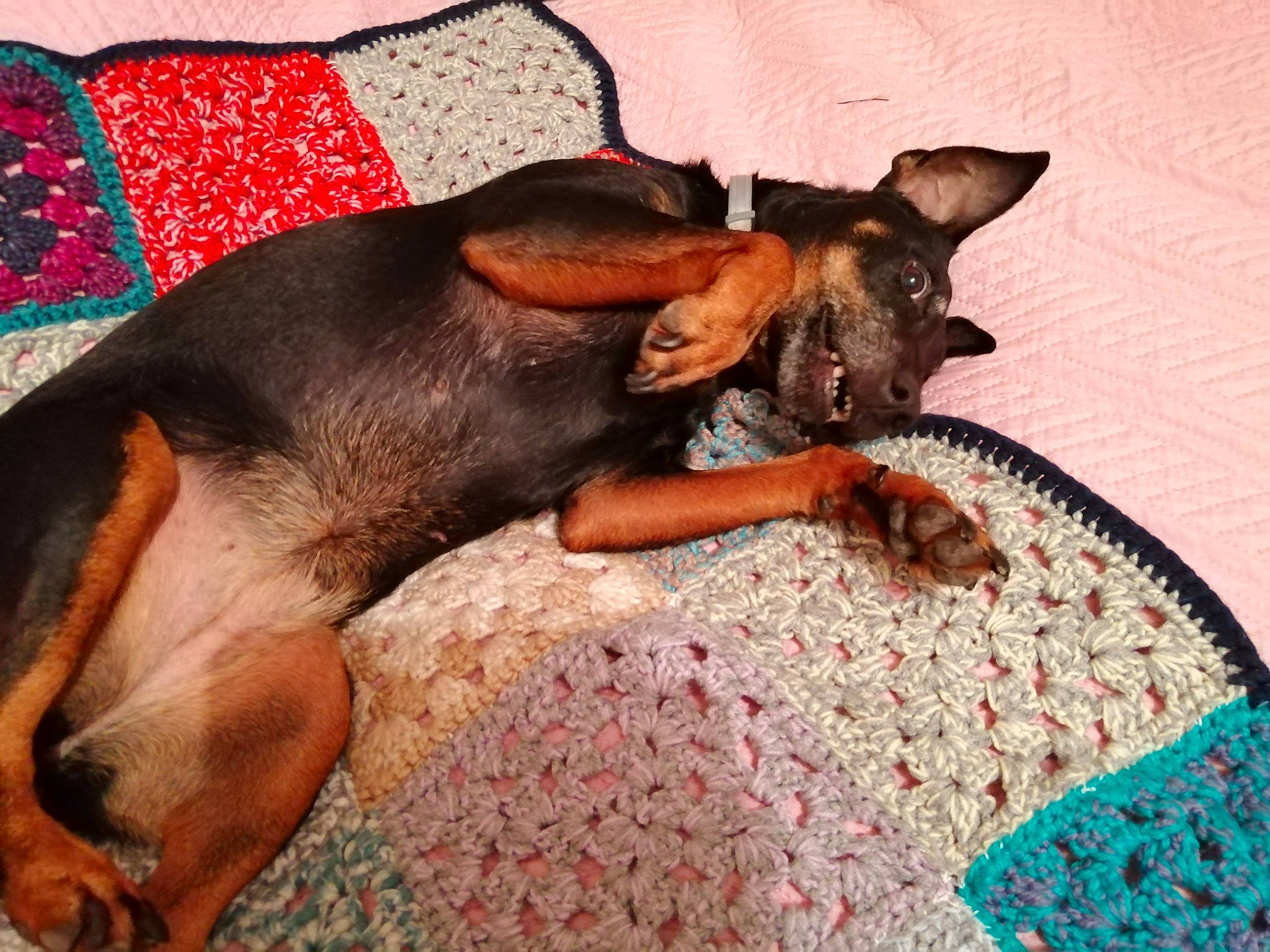 Mirka a rejoint le concours — aidez-le/la à gagner de superbes lots ! canidae, carnivore, comfort, companion_dog, dobermann, dog, dog_breed, dog_supply, ear, fawn, fur, guard_dog, liver, nap, paw, pinscher, snout, sporting_group, toy_dog, working_animal