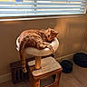 animal, blinds, cat, cat_perch, cozy, curious, daylight, furniture, home, indoor, living_space, orange_tabby, pet, relaxed, resting, shadow, sunlight, weights, window, wooden_floor