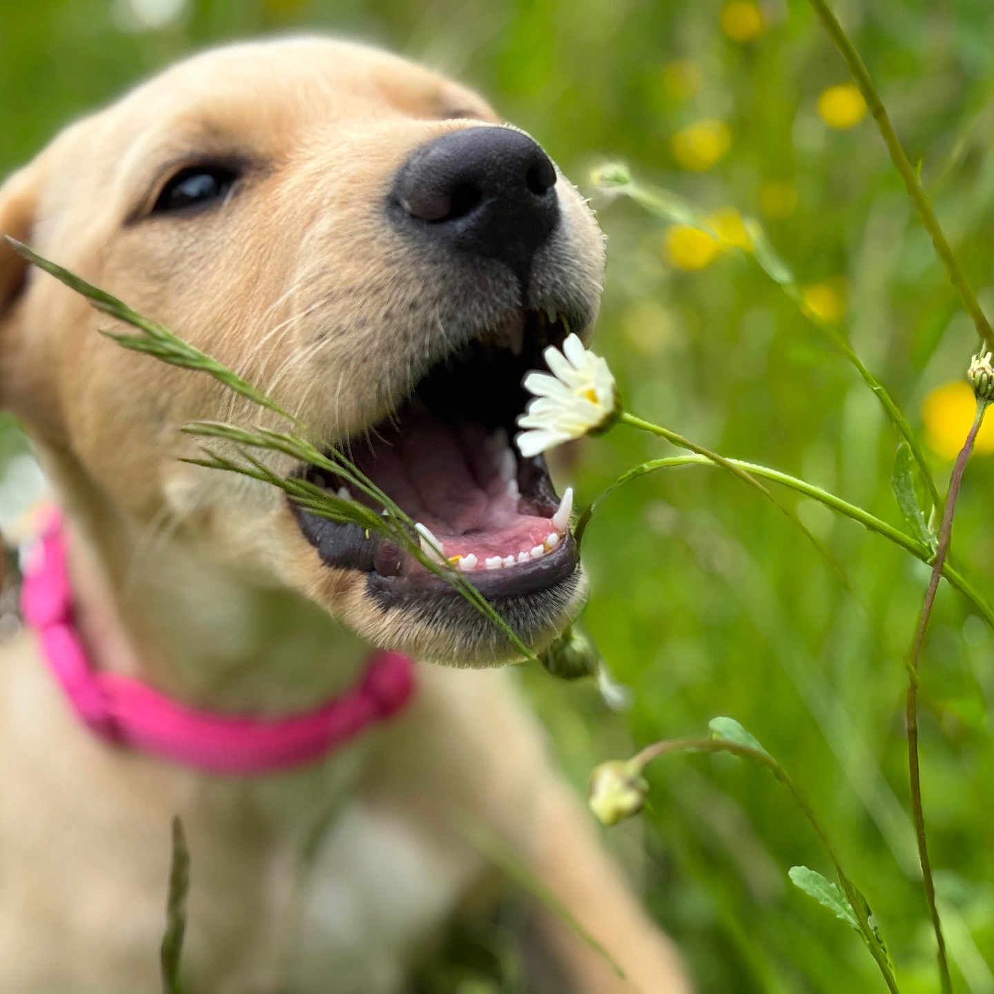 Daisy joined the competition — help win amazing prizes! animal, chewing, closeup, cute, daisy, dog, flower, grass, greenery, meadow, mouth_open, nature, outdoor, pet, pink_collar, playful, puppy, summer, yellow_labrador, young