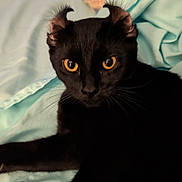Toothless is registered to the contest to win money with this photo: cat, black_cat, pet, animal, feline, golden_eyes, whiskers, ears, fur, portrait, close_up, indoor, bed, bedding, turquoise, black_fur, sitting, staring, cute, photography