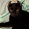 cat, black_cat, pet, animal, feline, golden_eyes, whiskers, ears, fur, portrait, close_up, indoor, bed, bedding, turquoise, black_fur, sitting, staring, cute, photography