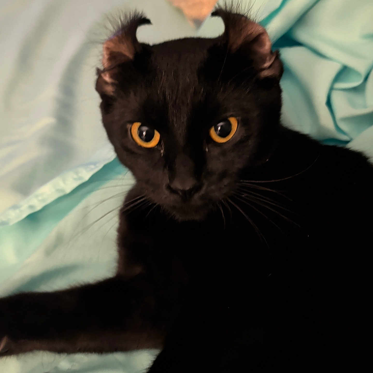 Toothless