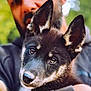 animal, black_and_tan, blurred_background, canine, close_up, companion, cute, dog, ears, eyes, face, fur, holding, nature, outdoor, person, pet, portrait, puppy, snout