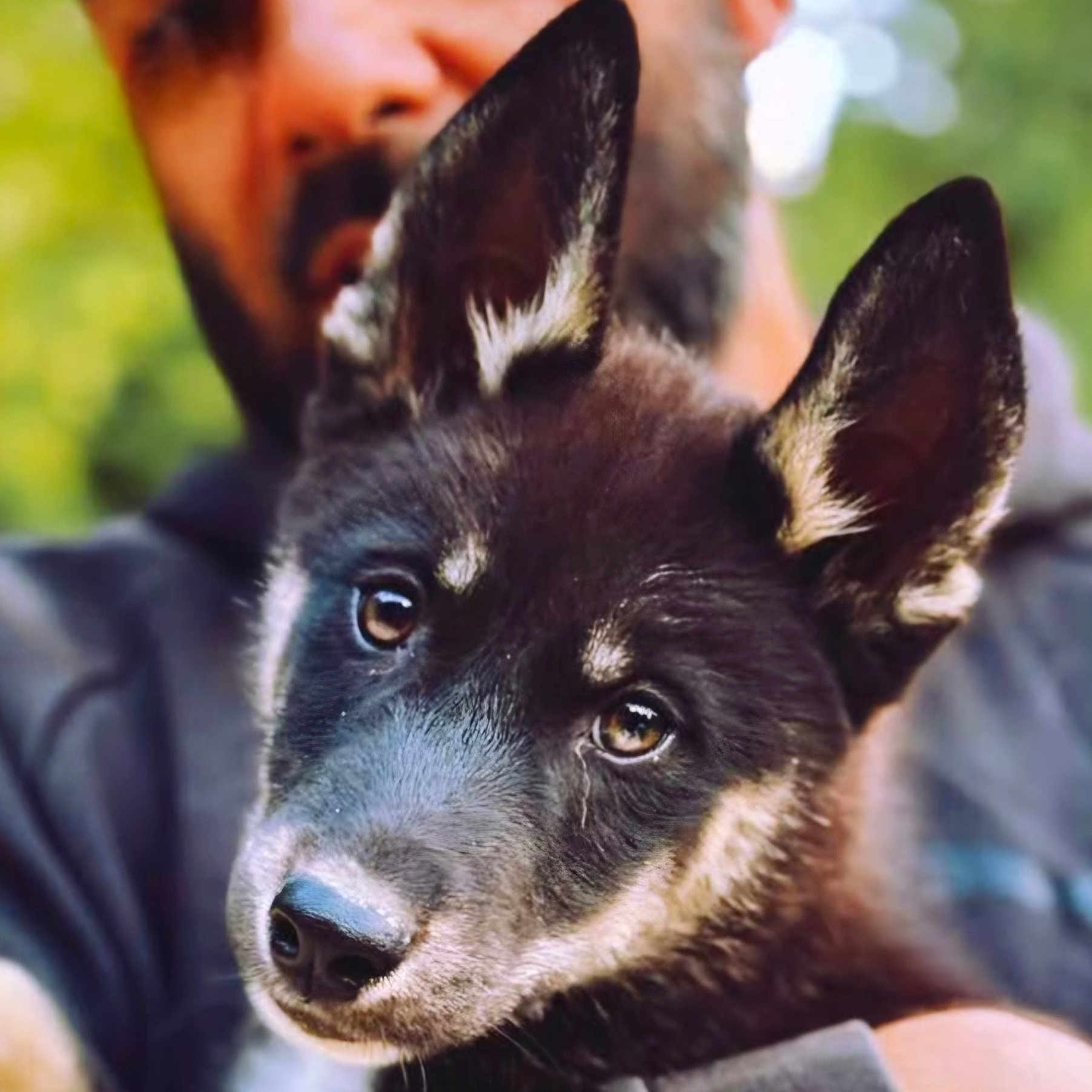 Watt participe au concours pour gagner de l'argent avec cette photo : animal, black_and_tan, blurred_background, canine, close_up, companion, cute, dog, ears, eyes, face, fur, holding, nature, outdoor, person, pet, portrait, puppy, snout