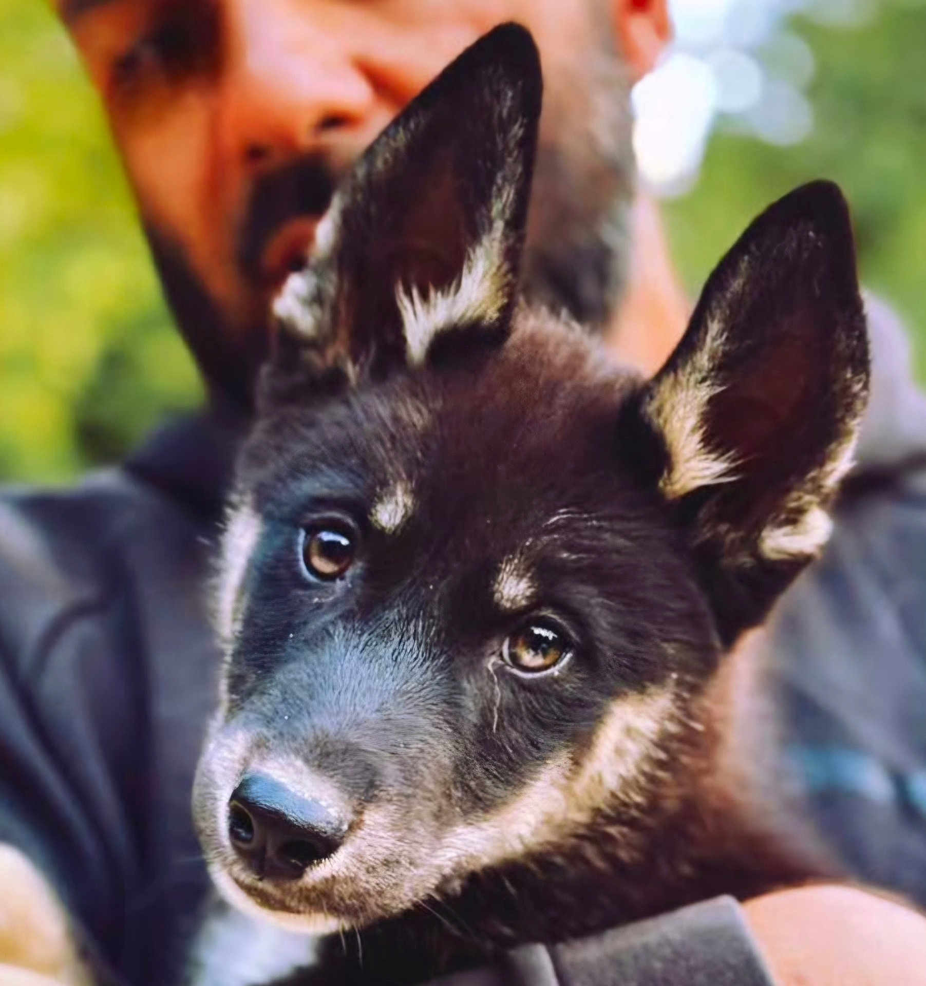 Watt participe au concours pour gagner de l'argent avec cette photo : dog, puppy, close_up, black_and_tan, pet, animal, ears, eyes, face, person, holding, outdoor, nature, blurred_background, portrait, cute, fur, snout, canine, companion