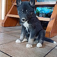 Watt participe au concours pour gagner de l'argent avec cette photo : adorable, animal, black_and_white, companion, curious, cute, dog, domestic, ears_up, floor, household, indoor, pet, puppy, sitting, small, stairs, tile_floor, wooden_stairs, young_dog