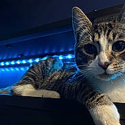 Michi is registered to the contest to win money with this photo: cat, tabby, pet, animal, feline, indoor, led_lights, blue_light, closeup, whiskers, ears, paw, fur, curious, resting, dark_background, night, portrait, domestic_cat, cute