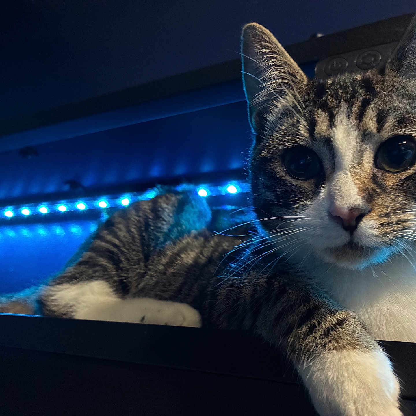 Michi is registered to the contest to win money with this photo: cat, tabby, pet, animal, feline, indoor, led_lights, blue_light, closeup, whiskers, ears, paw, fur, curious, resting, dark_background, night, portrait, domestic_cat, cute