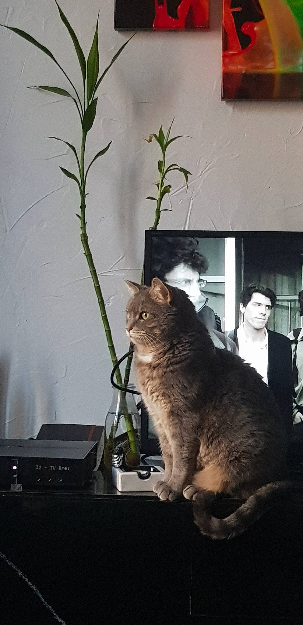 Clitoris a rejoint le concours — aidez-le/la à gagner de superbes lots ! asian, carnivore, cat, domestic_short_haired_cat, european_shorthair, felidae, flower, fur, houseplant, person, plant, small_to_medium_sized_cats, tabby_cat, tree, whiskers, wild_cat, window