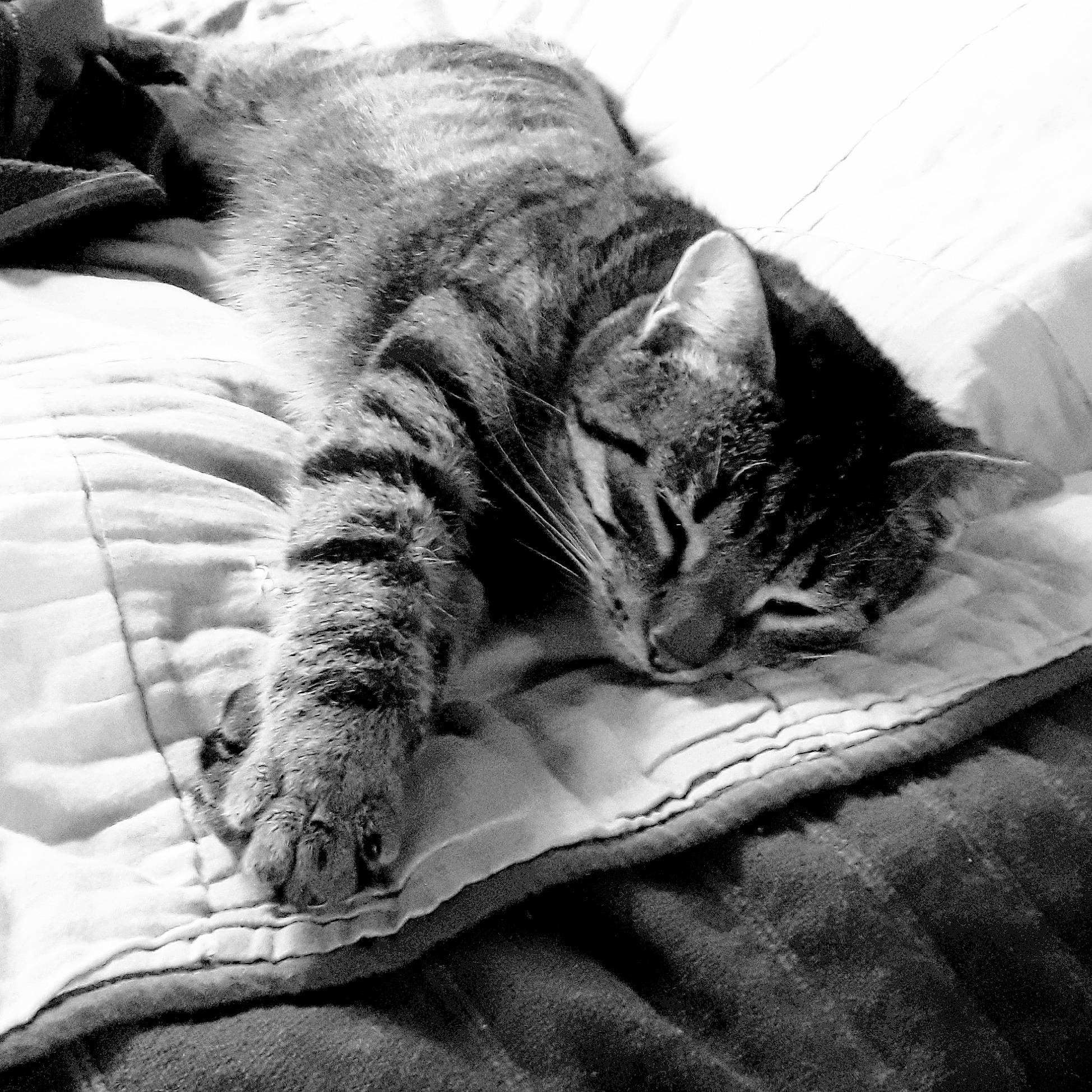 Téssi a rejoint le concours — aidez-le/la à gagner de superbes lots ! asian, black_and_white, carnivore, cat, domestic_short_haired_cat, dragon_li, european_shorthair, felidae, fur, kitten, monochrome, monochrome_photography, nap, photography, sleep, small_to_medium_sized_cats, snout, style, tabby_cat, whiskers