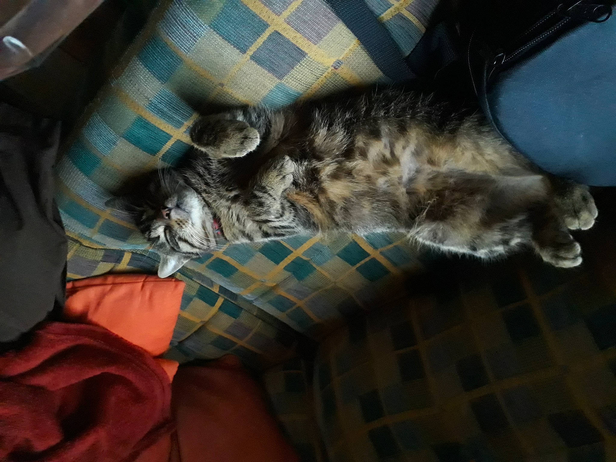 Téssi participe au concours pour gagner de l'argent avec cette photo : american_shorthair, asian, carnivore, cat, domestic_short_haired_cat, ear, egyptian_mau, european_shorthair, felidae, fur, kitten, lap, leg, nap, sleep, small_to_medium_sized_cats, tabby_cat, tail, whiskers