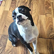 Molly joined the competition — help win amazing prizes! dog, black_and_white, pet, indoor, wooden_floor, curious, small_dog, sitting, looking_up, canine, companion, fur, animal, domestic, cute, face, ears, flooring, home, portrait